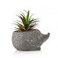 Cement Effect Hedgehog Planter with Succulent