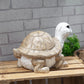 Country Living Hand Painted Figurine - Turtle